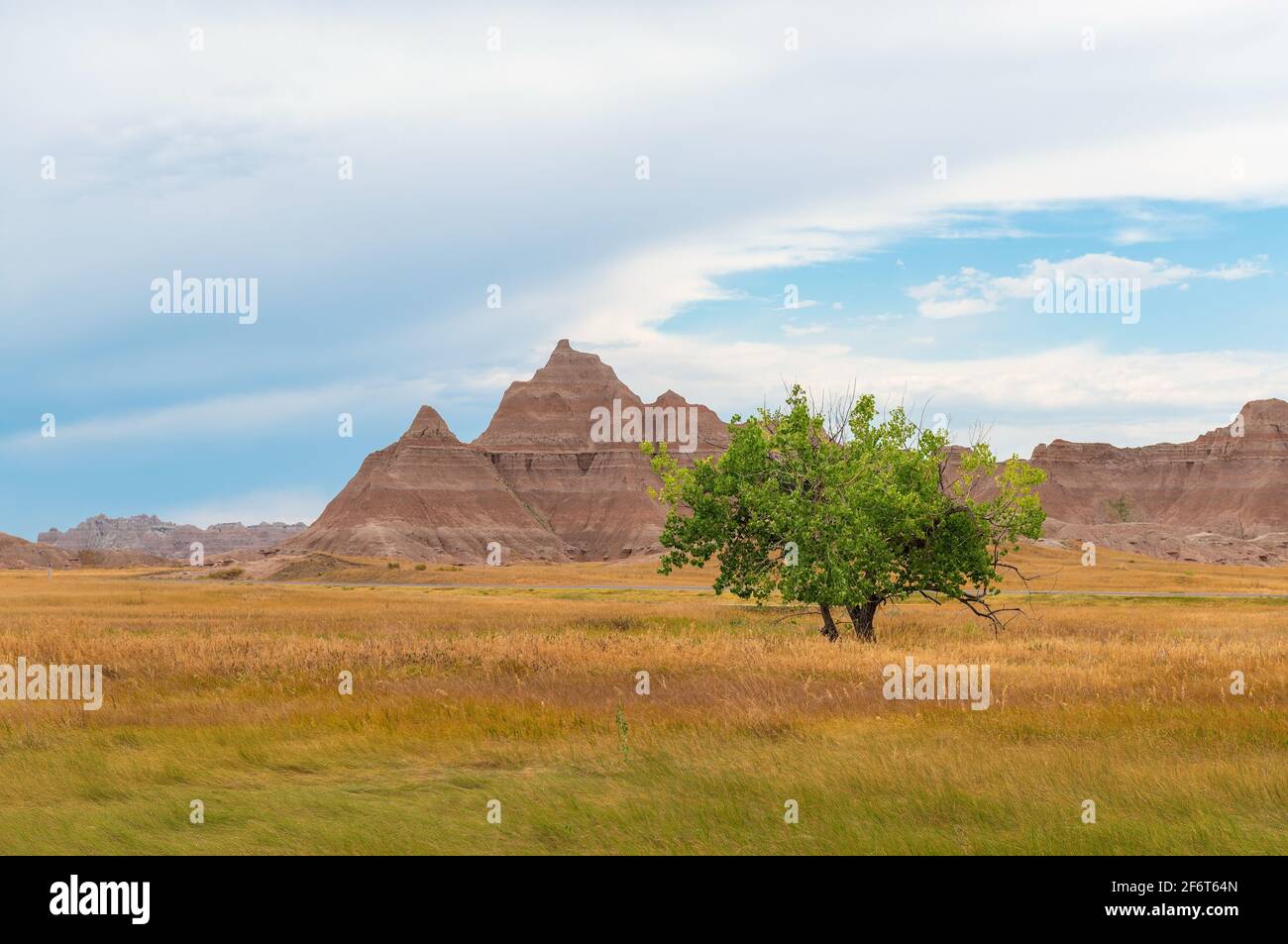Lonesome albero in prato con strati geologici di pietra arenaria, Badlands National Park, South Dakota, Stati Uniti d'America (USA). Foto Stock