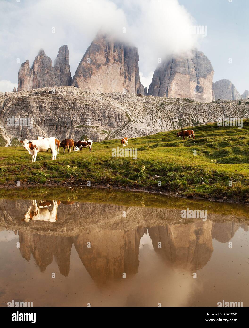 Vista sul monte tre Cime o Drei Zinnen con mucche Specchiatura in lago - dolomiti Italiane Foto Stock