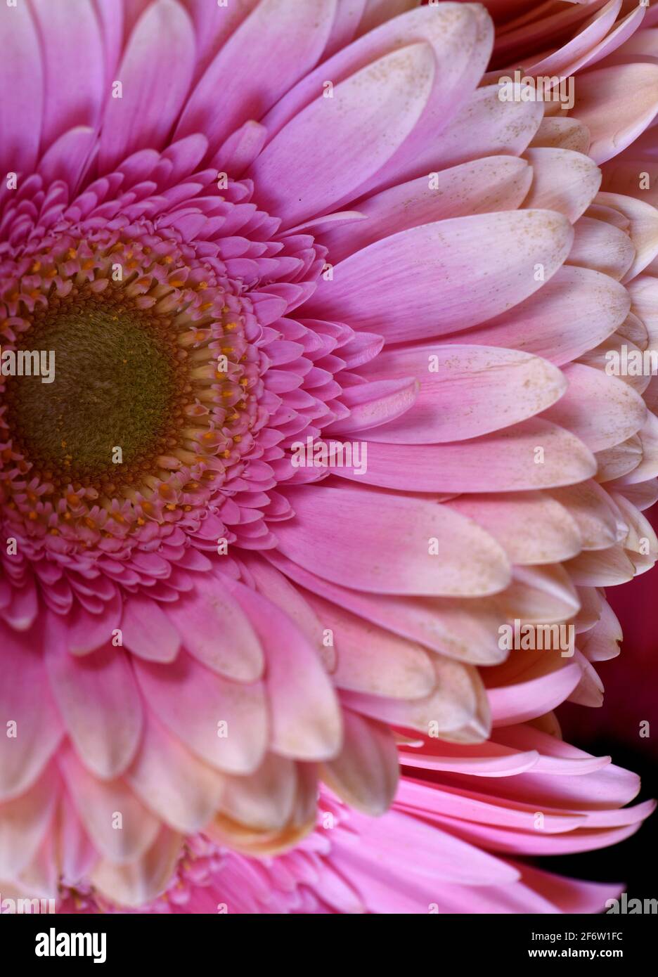 Macro vista dei petali su una margherita rosa Gerbera fiore Foto Stock