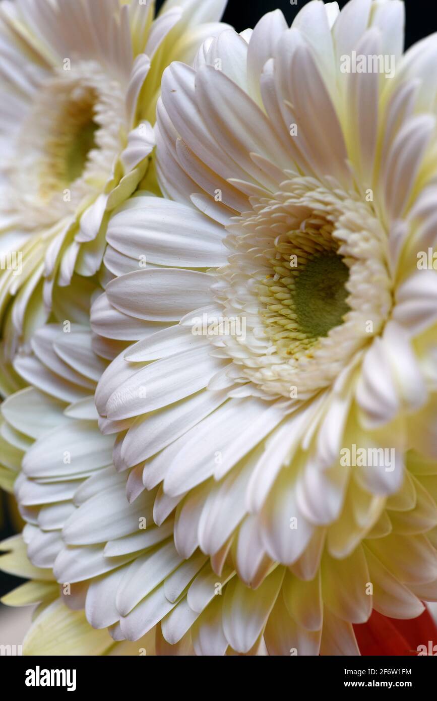 Macro vista dei petali su una margherita bianca Gerbera fiore Foto Stock