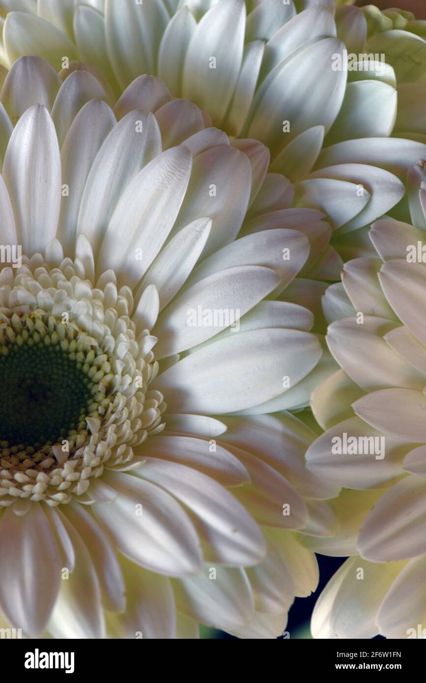 Macro vista dei petali su una margherita bianca Gerbera fiore Foto Stock