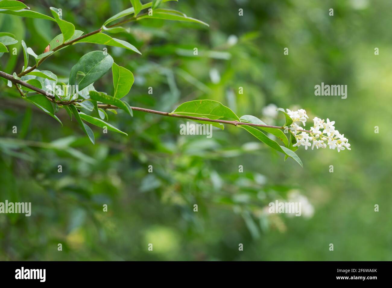 Primo piano di un privato in fiore Foto Stock