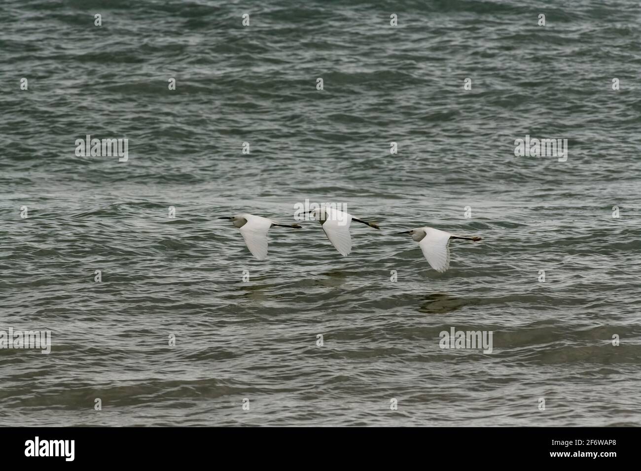 Un gruppo di tre garzette bianche inneve sta volando sopra L'acqua dell'oceano Foto Stock Un gruppo di tre garzette bianche inneve sta volando sopra L'acqua dell'oceano Foto Stock