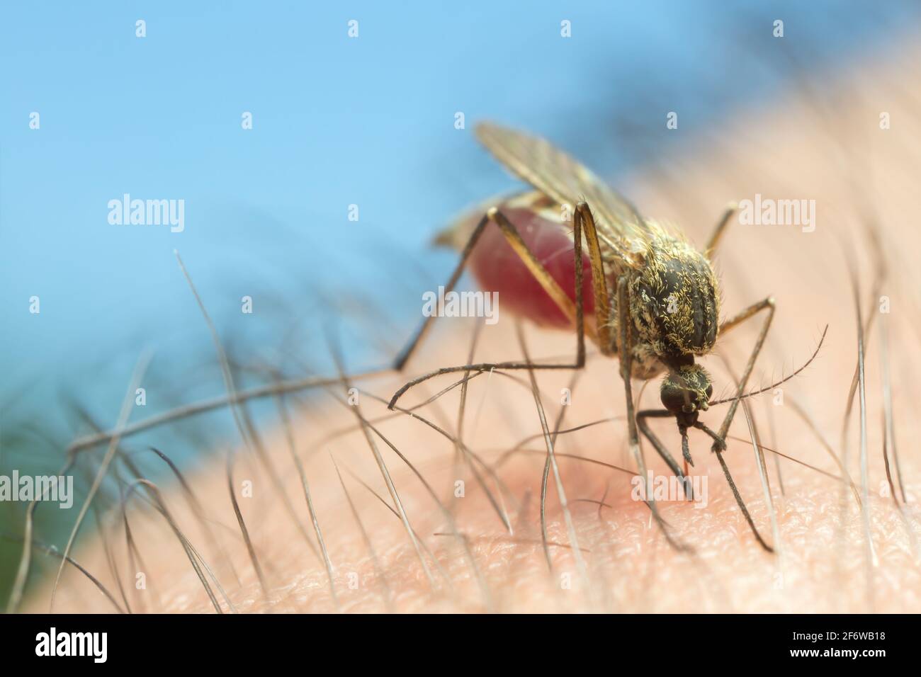 zanzara femmina che succhia sangue da umano Foto Stock