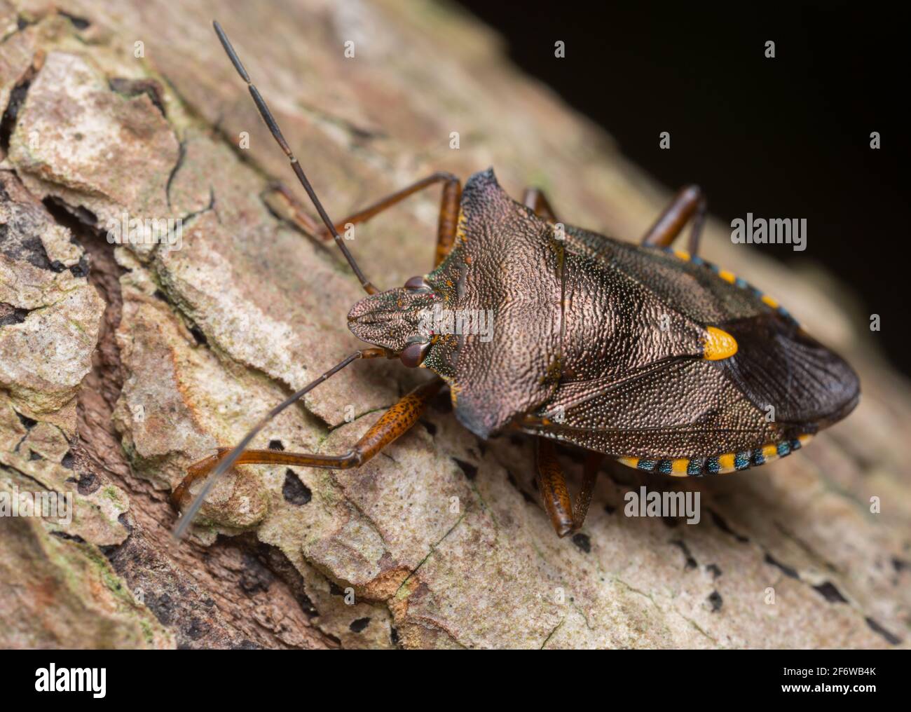 Schermo a zampe rosse per adulti, rufipes Pentatoma su legno, foto macro Foto Stock