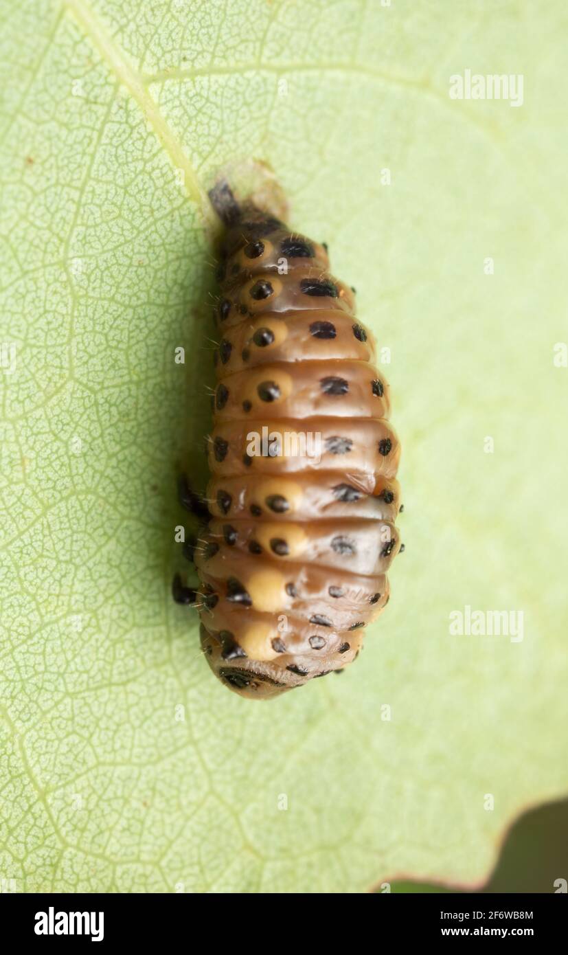 Foglie di coleottero, larva di Chrysomelidae su foglia di aspen comune Foto Stock