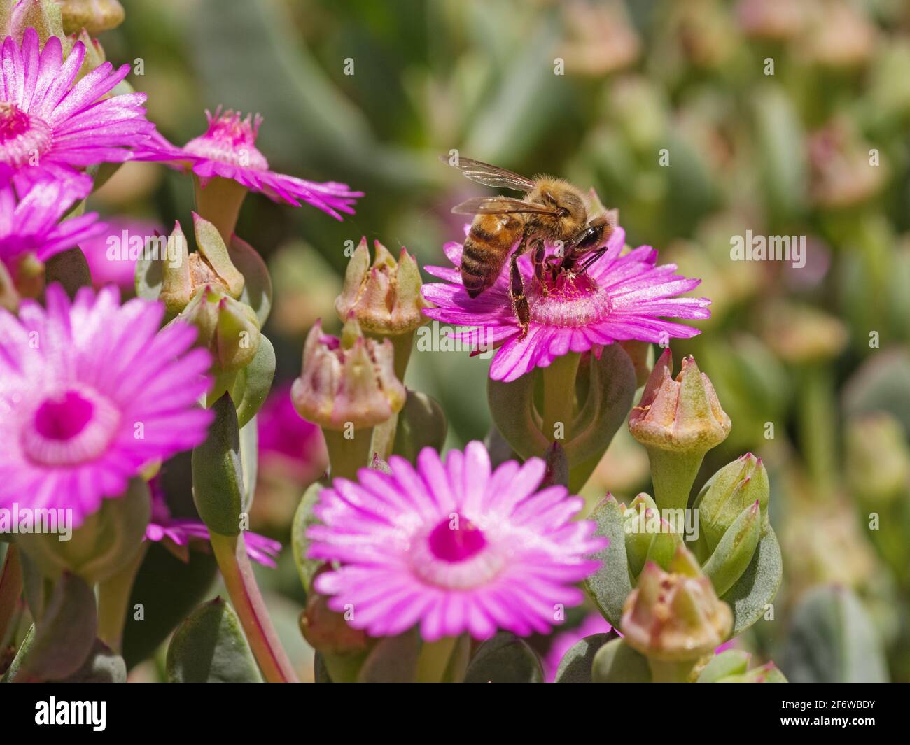un'ape che impollinava un fiore succulento rosa Foto Stock