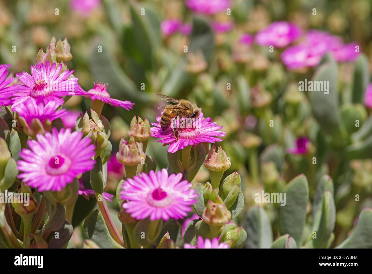 un'ape che impollinava un fiore succulento rosa Foto Stock