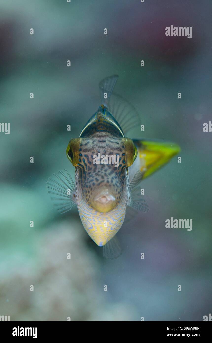 Mimic Filefish (Paraluteres prionurus), sito di immersione Tanjung Muara, Isole Sermata, vicino Alor, Indonesia. Foto Stock
