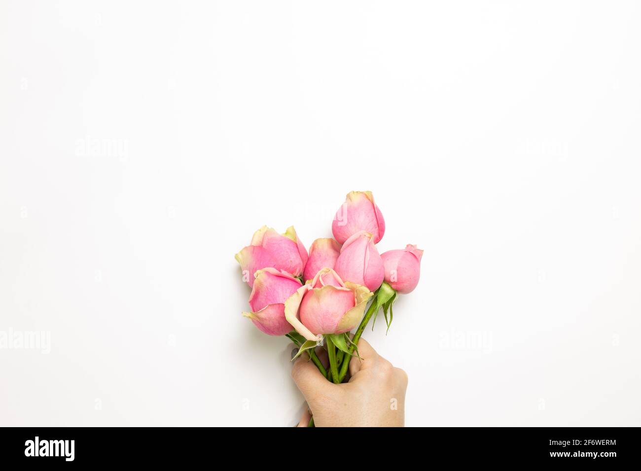 Mano di tenere fiori rosa su sfondo bianco. Posa piatta, vista dall'alto, spazio copia Foto Stock