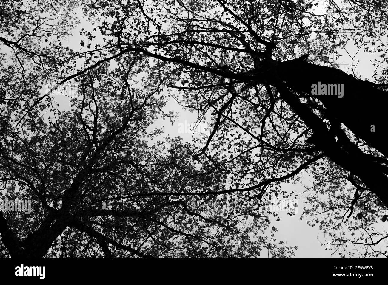 Gli alberi si stagliano contro il cielo al Pokagon state Park Neat Angola, Indiana, USA. Foto Stock