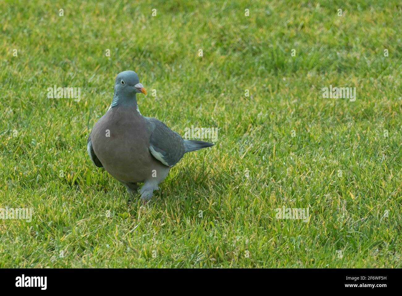 Pigeon di legno o Columba palumbus sull'erba di a. parcheggio Foto Stock