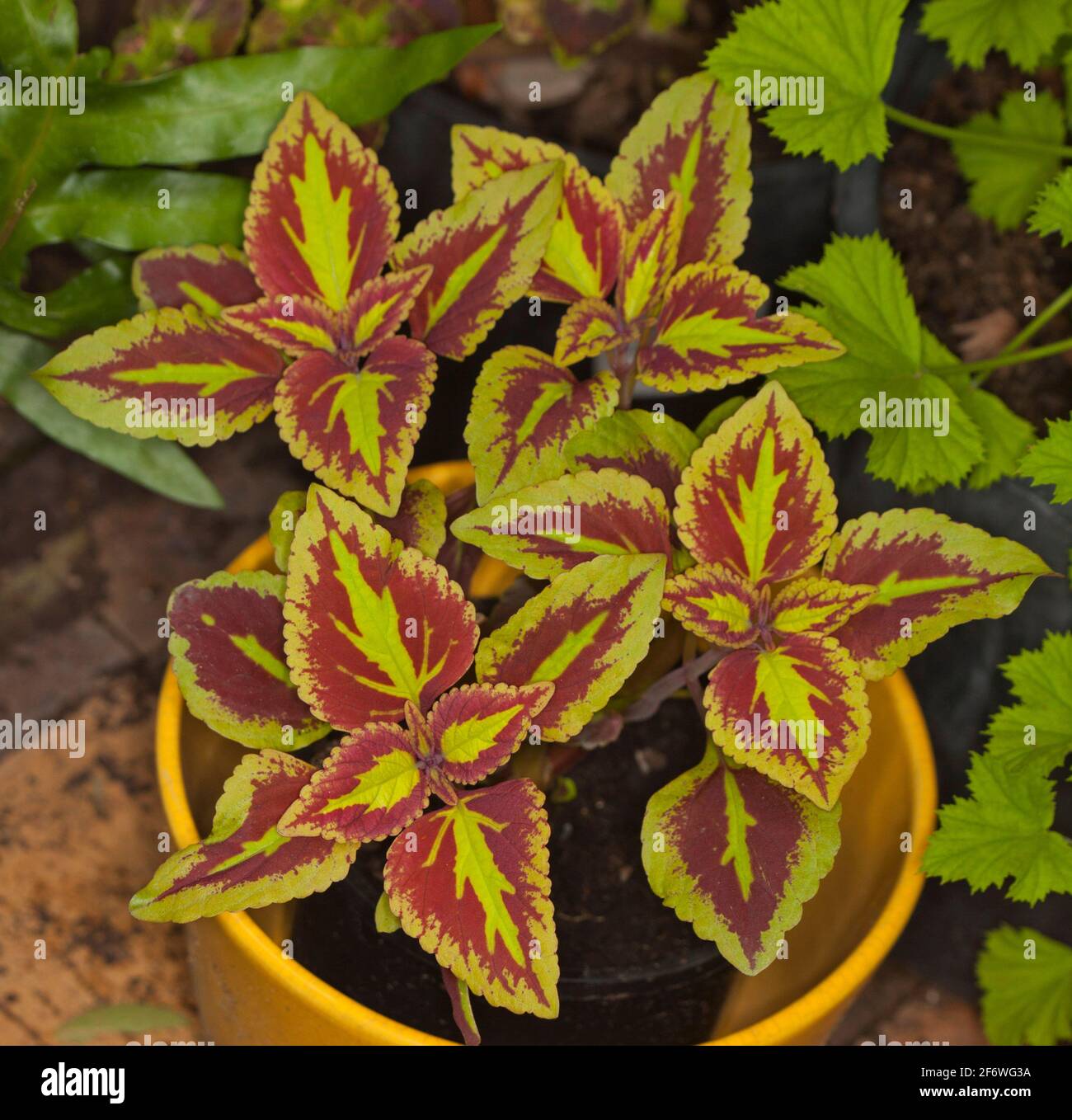 Solenostemon cultivar, Coleus, con coloratissime e insolite foglie rosse e gialle in un disegno geometrico, che cresce in un contenitore Foto Stock