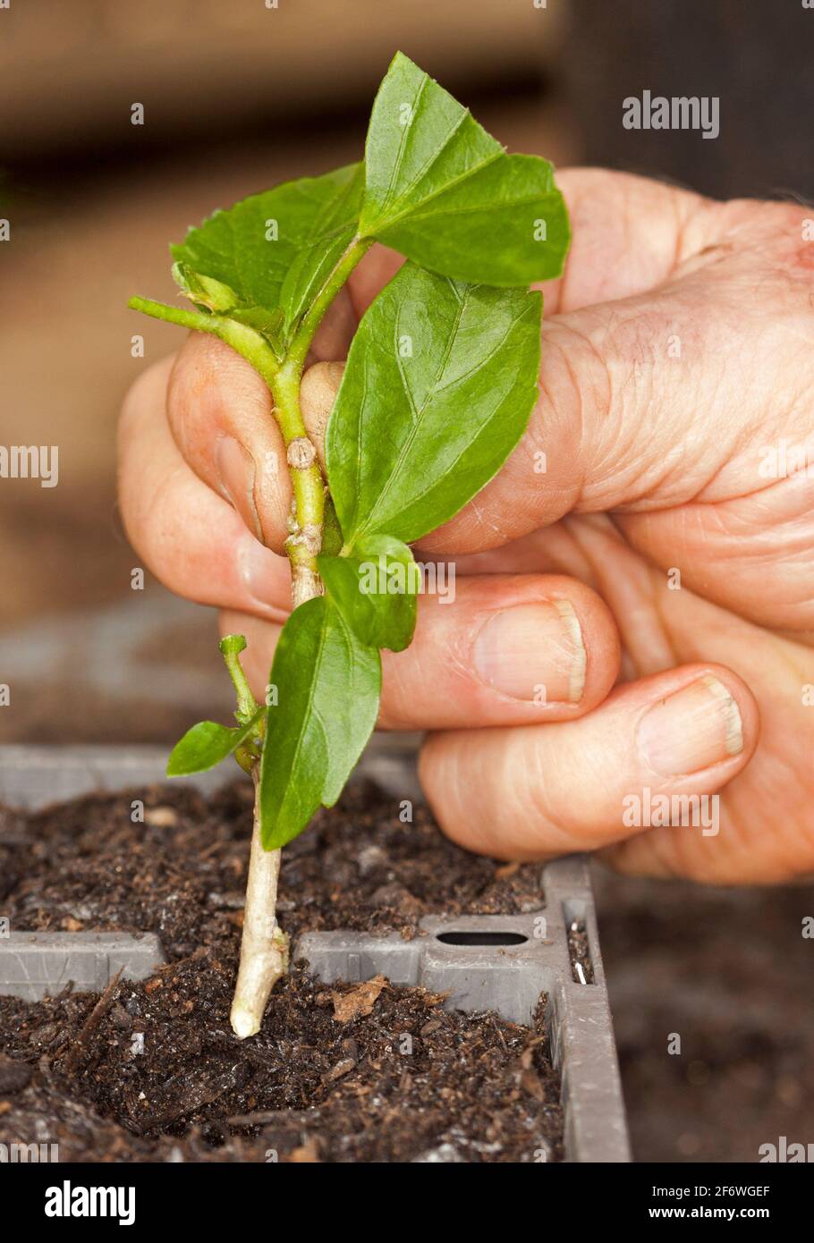 Il taglio del gambo di Hibiscus tenuto nella mano di una persona e comincia piantato in suolo in vassoio di propagazione Foto Stock