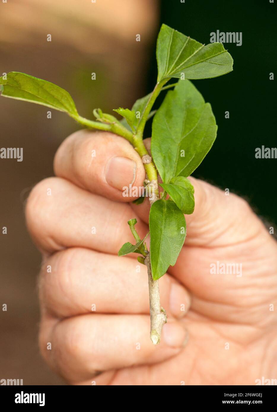 Taglio di gambo di Hibiscus tenuto in una mano di una persona che dimostra l'angolo di taglio e canbium esposto prima di piantare Foto Stock