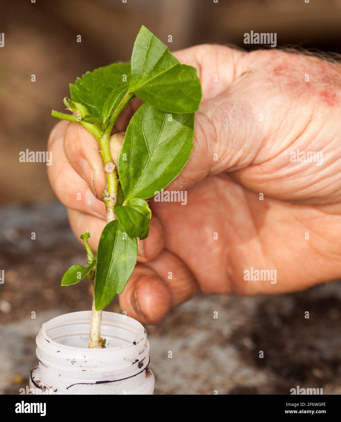 Taglio di gambo di Hibiscus tenuto nella mano e nell'essere di una persona immerso nel composto di radicamento dell'ormone Foto Stock