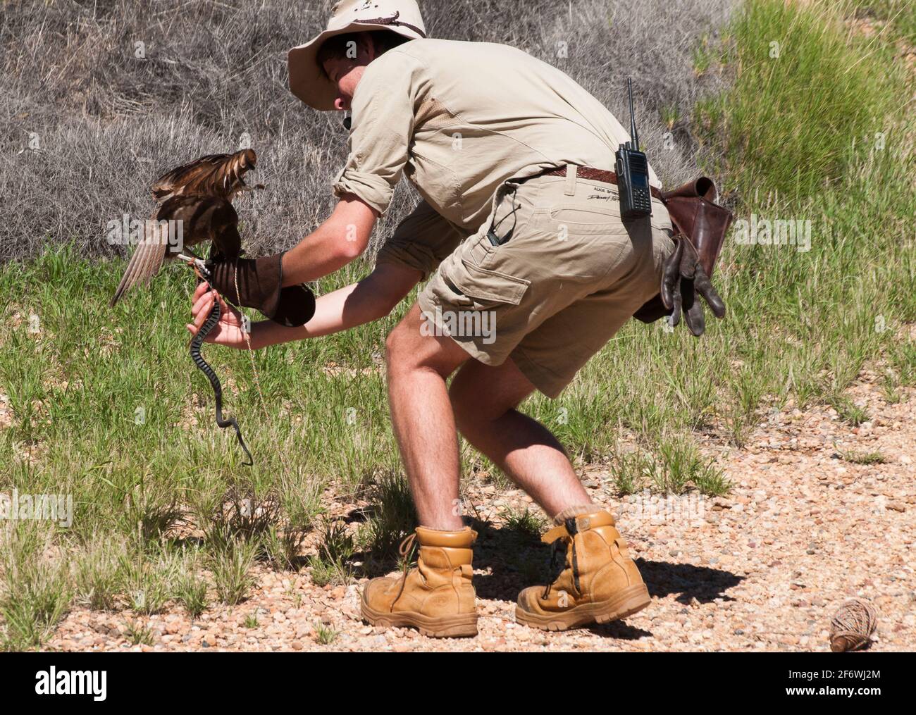 Un falco marrone, Falco berigora, è stato domato per prendere un piccolo 'serpente' ad Alice Springs Desert Park, territorio del Nord, Australia Foto Stock