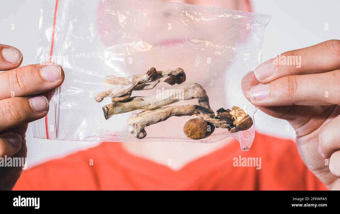 Funghi magici per il microdosaggio tenuto in mano dell'uomo. Terapia psichedelica della psilocibina. Foto Stock