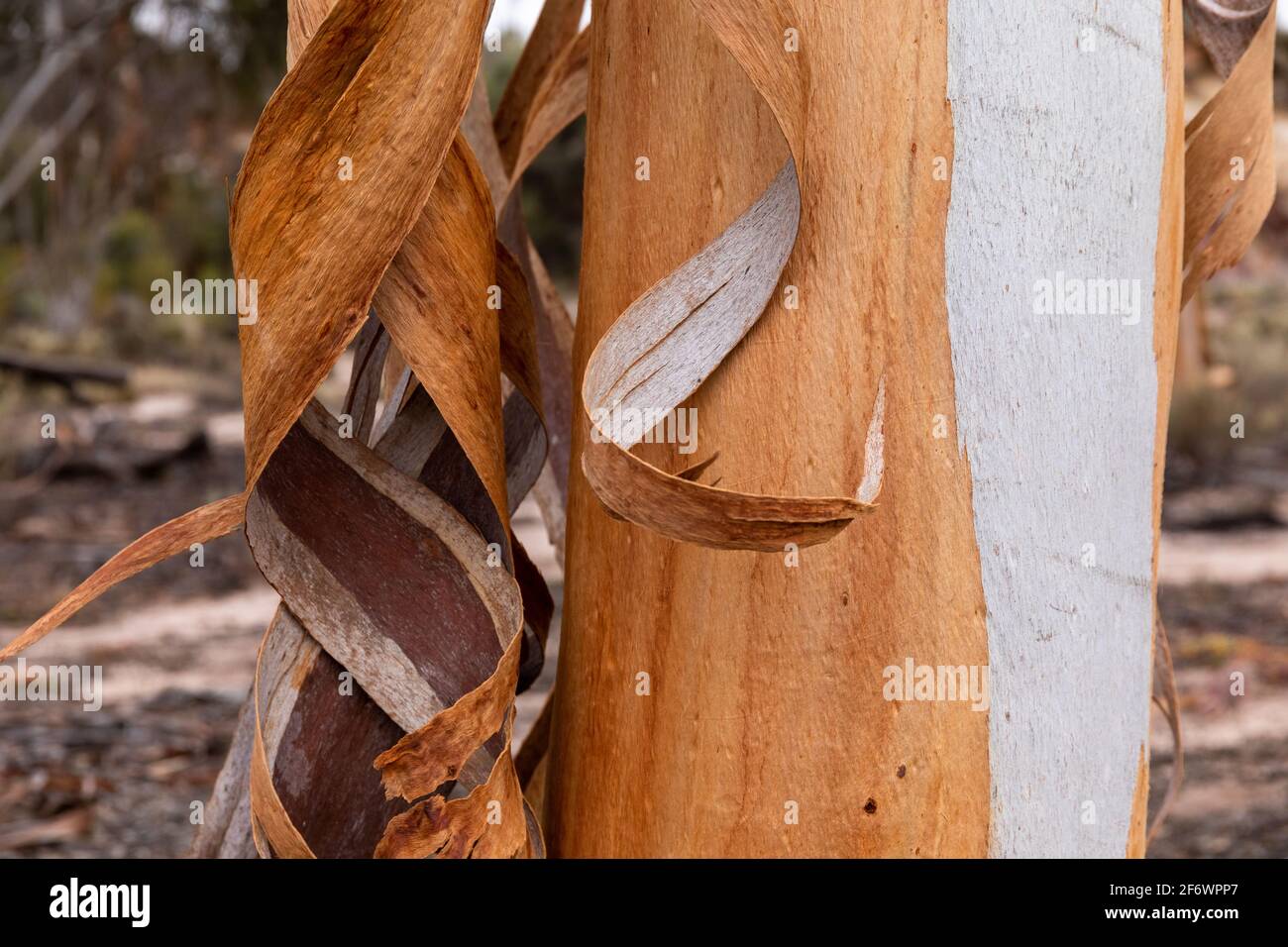 Primo piano Eucalyptus sheathiana corteccia Goldfields regione WA Paesaggio Orientamento Foto Stock
