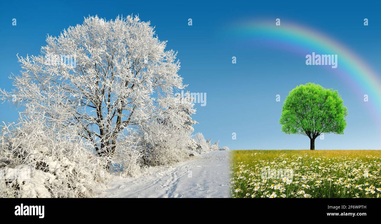 Paesaggio invernale e primaverile con cielo blu. Albero surgelato e fiori margherita sul prato. Concetto di cambio stagione. Foto Stock