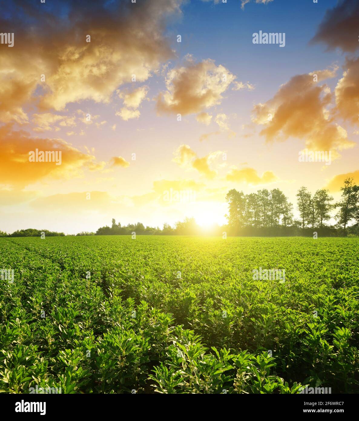 Campo coltivato di fave o fava ( Vicia Faba ) al tramonto. Foto Stock