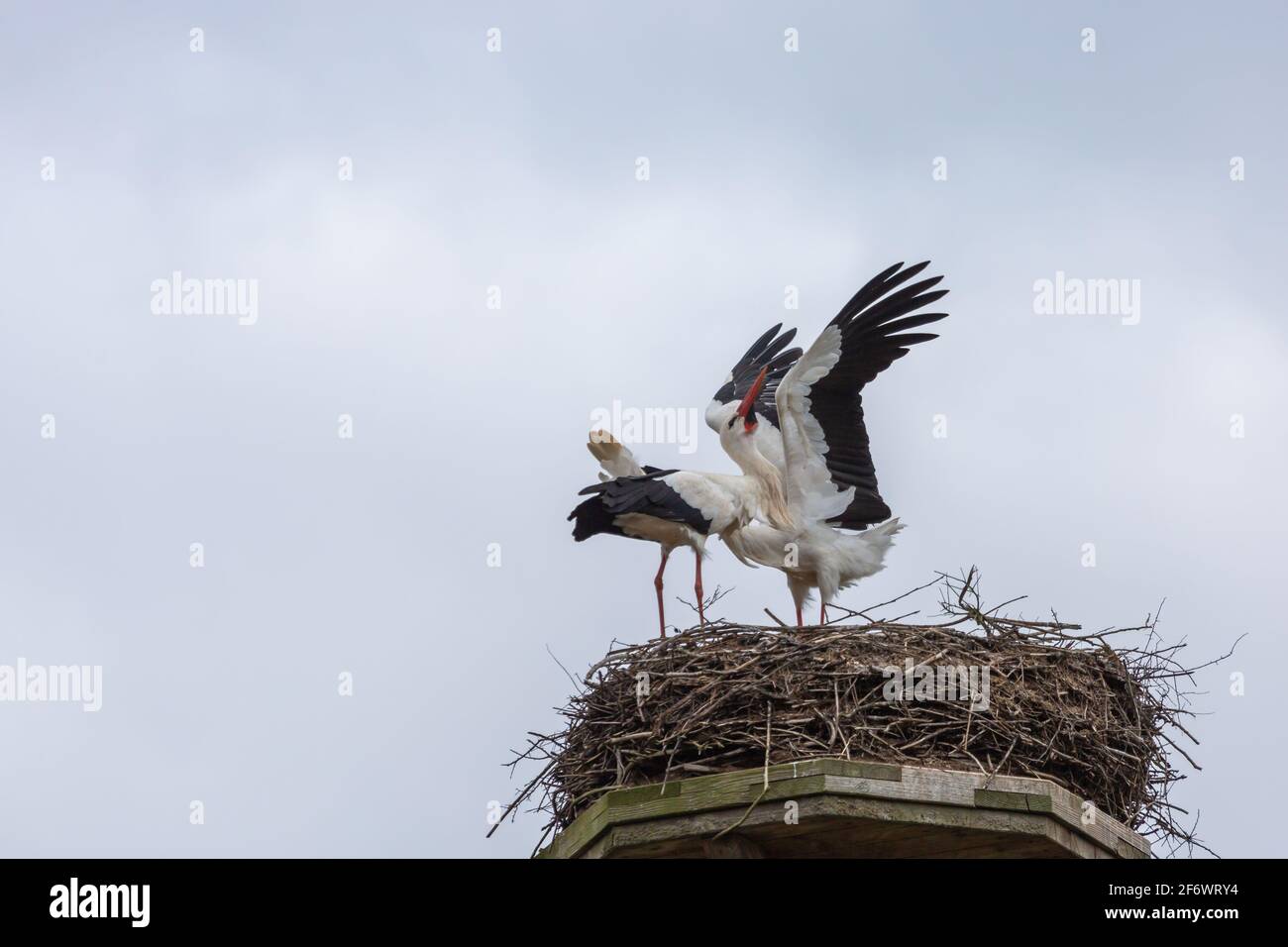 Weißstorch-Pärchen auf ihrem Nest in der Lahnaue zwischen Heuchelheim und Allendorf bei Gießen in Hessen, Germania Foto Stock