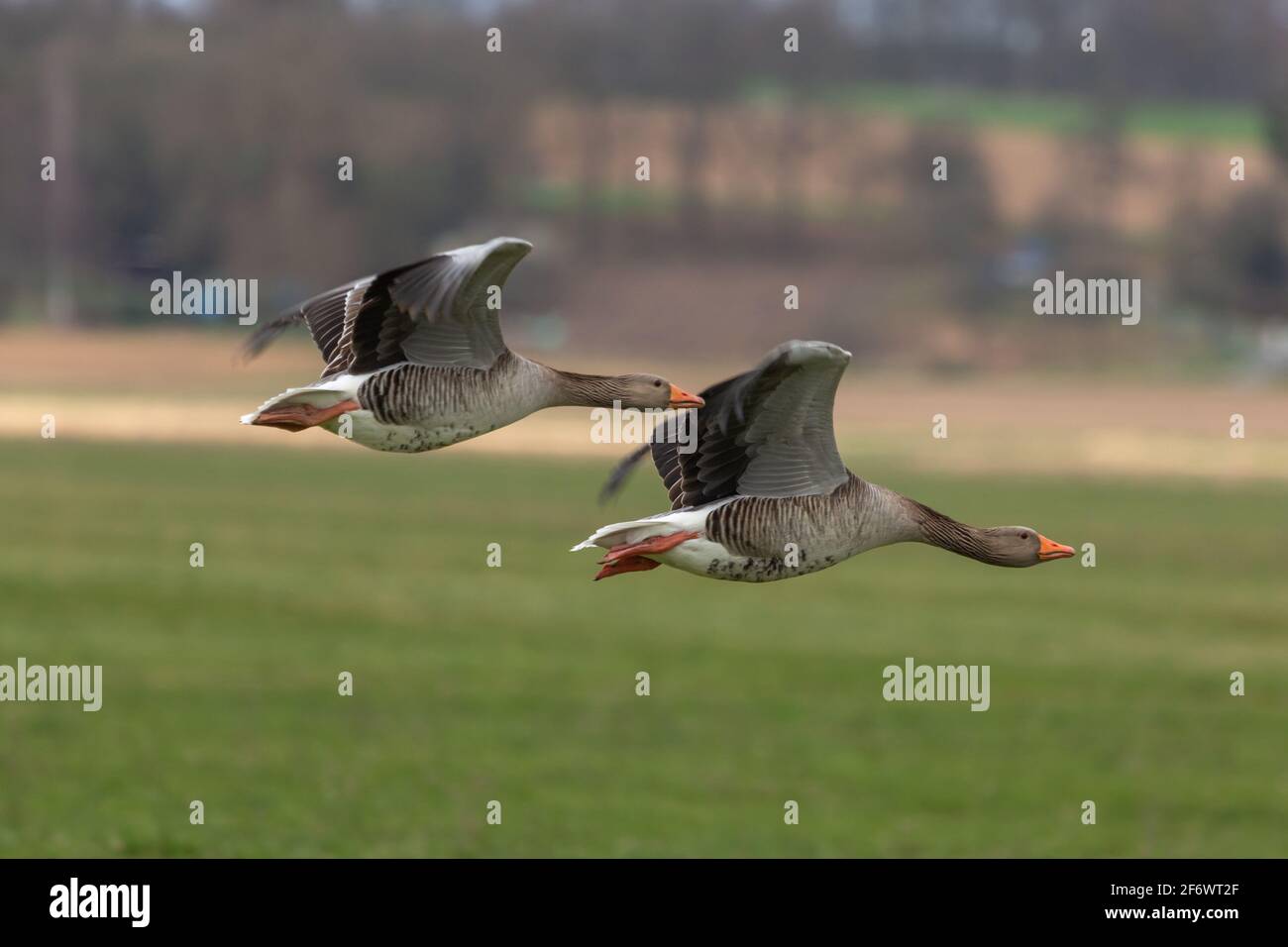 Vogel im Flug: Zwei Graugänse an der Lahn zwischen Heuchelheim und Allendorf bei Gießen, Hessen, Deutschland Foto Stock