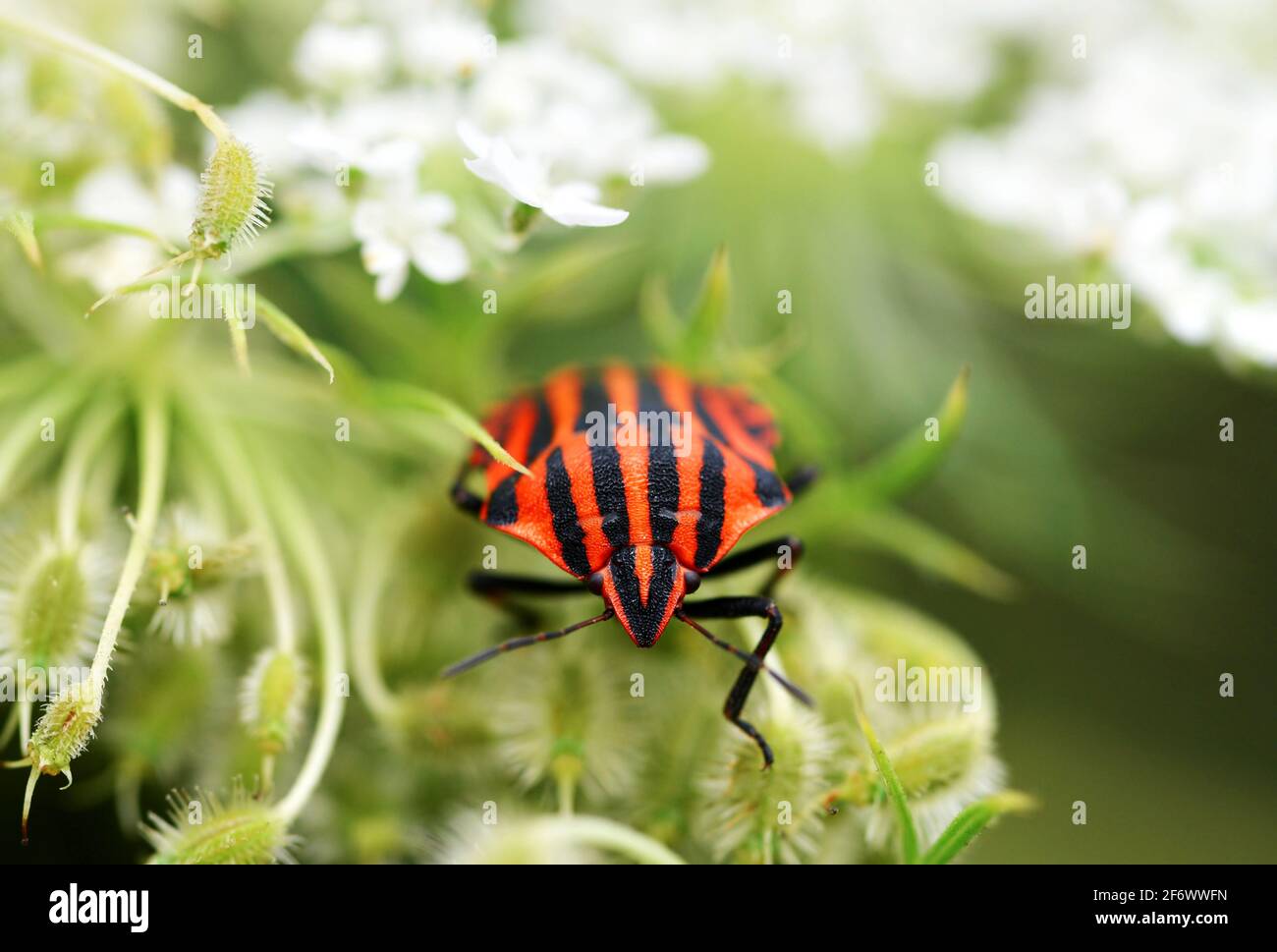 Chiodatura di bug striato ( Graphosoma lineatum ) sulla pianta. Foto Stock