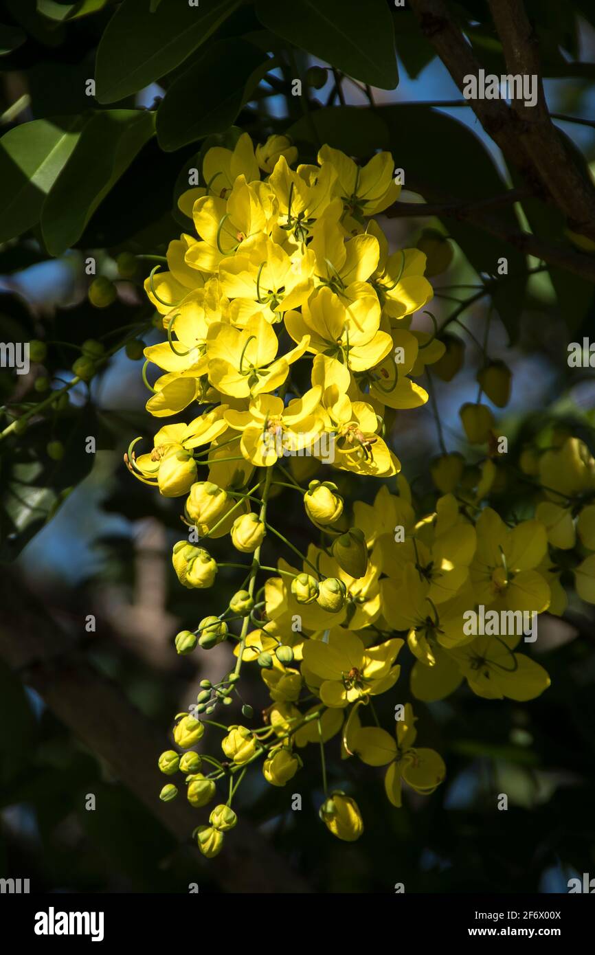 Fiore giallo brillante di fistola Cassia (Golden Shower Tree, laburnum indiano, pudding-pipe albero, purging cassia), naturalizzato in giardino australiano. Foto Stock