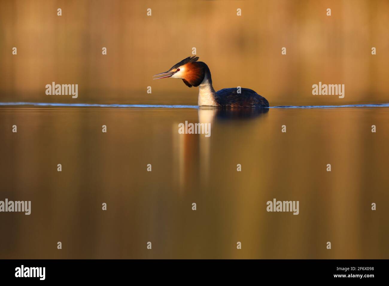 Un adulto di crumage riproduttore grande crestato Grebe (Podiceps cristatus) Su un lago in Inghilterra Foto Stock