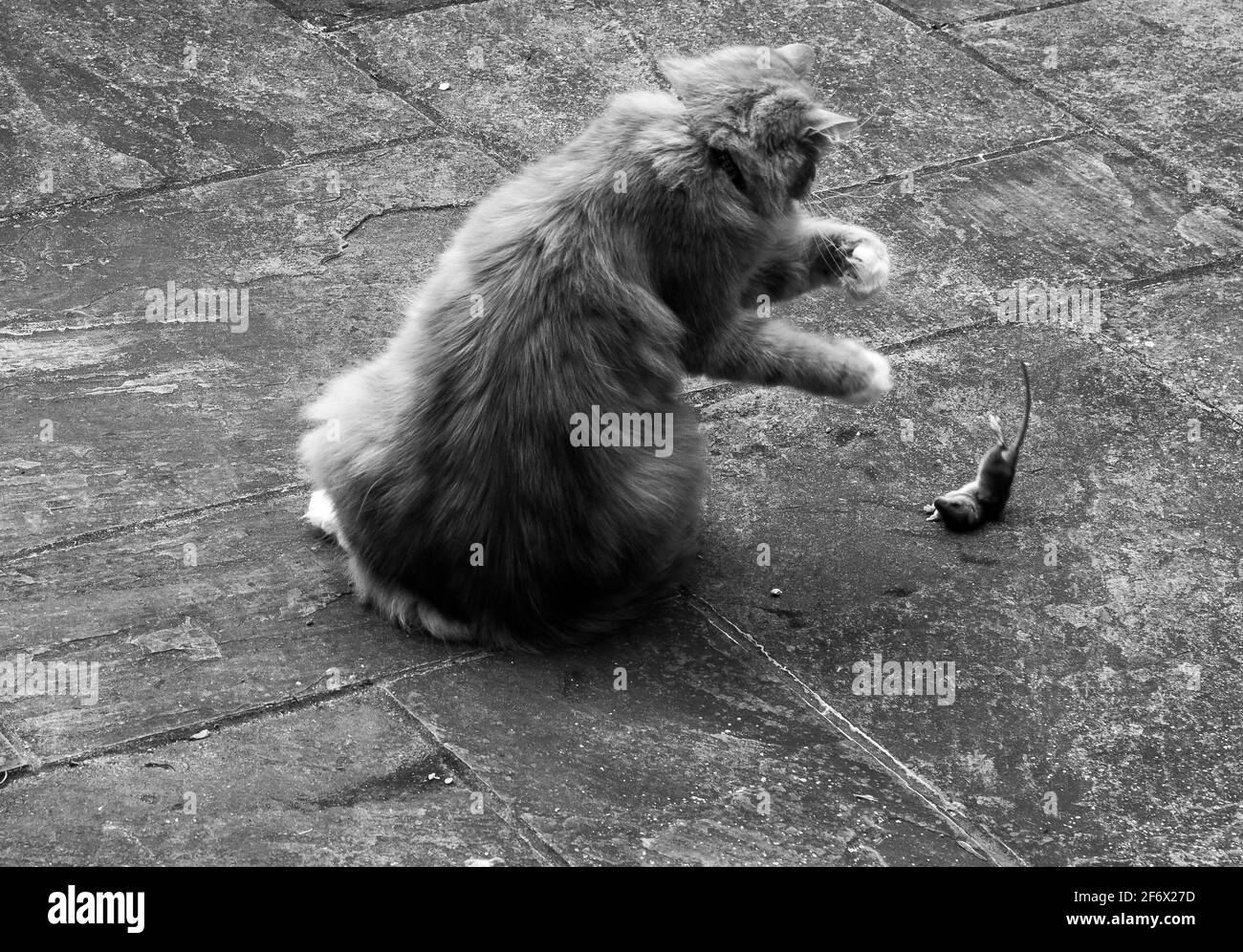 Un gatto che sta per rimbalzare su un mouse che è già catturato e sta giocando. REGNO UNITO. B&N. Foto Stock