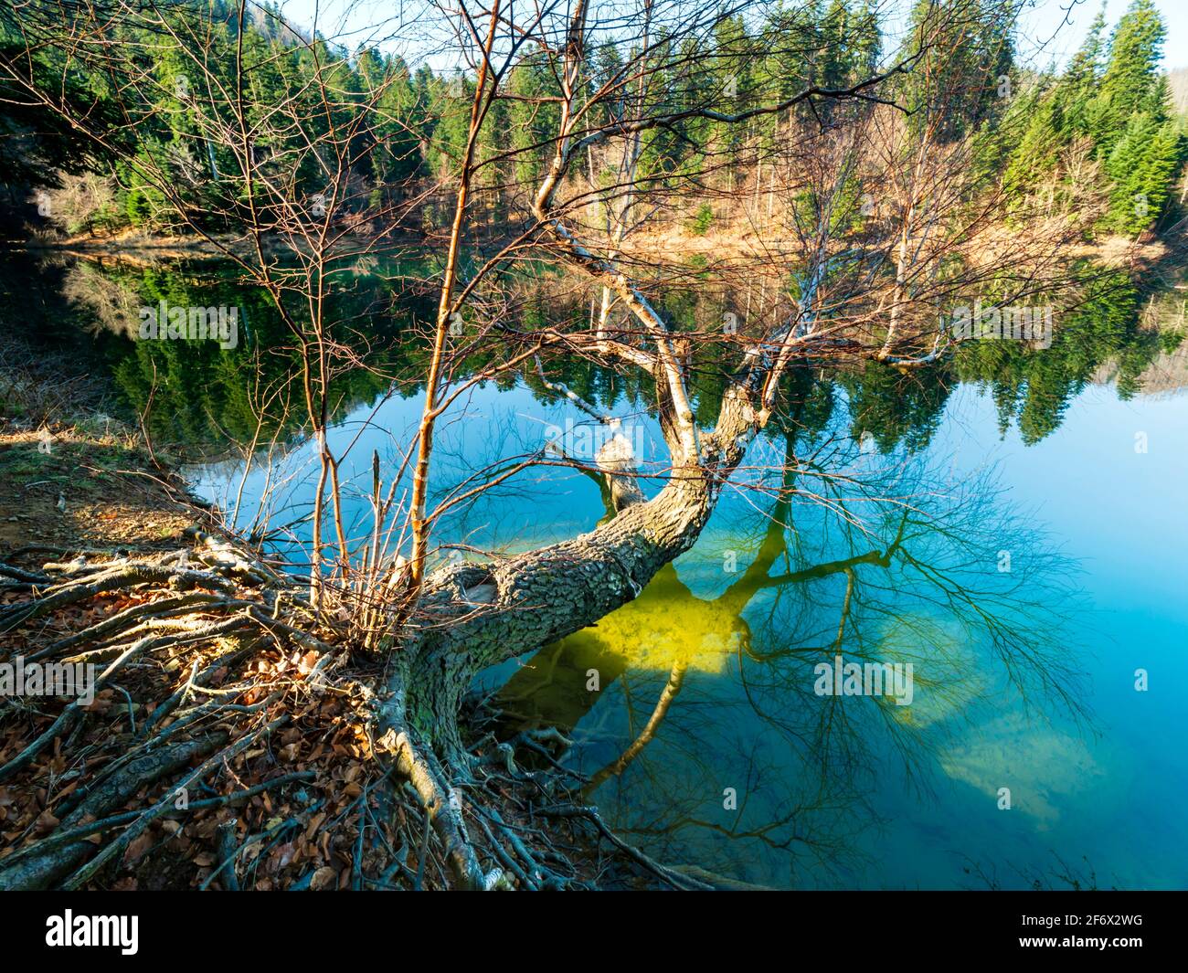 Albero caduto sulla superficie dell'acqua sul lago di Lokve in Croazia Europa Foto Stock