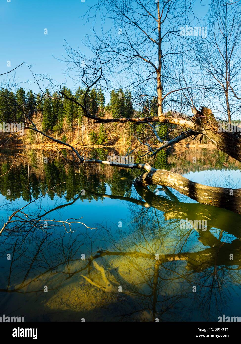 Albero caduto sulla superficie dell'acqua sul lago di Lokve in Croazia Europa Foto Stock