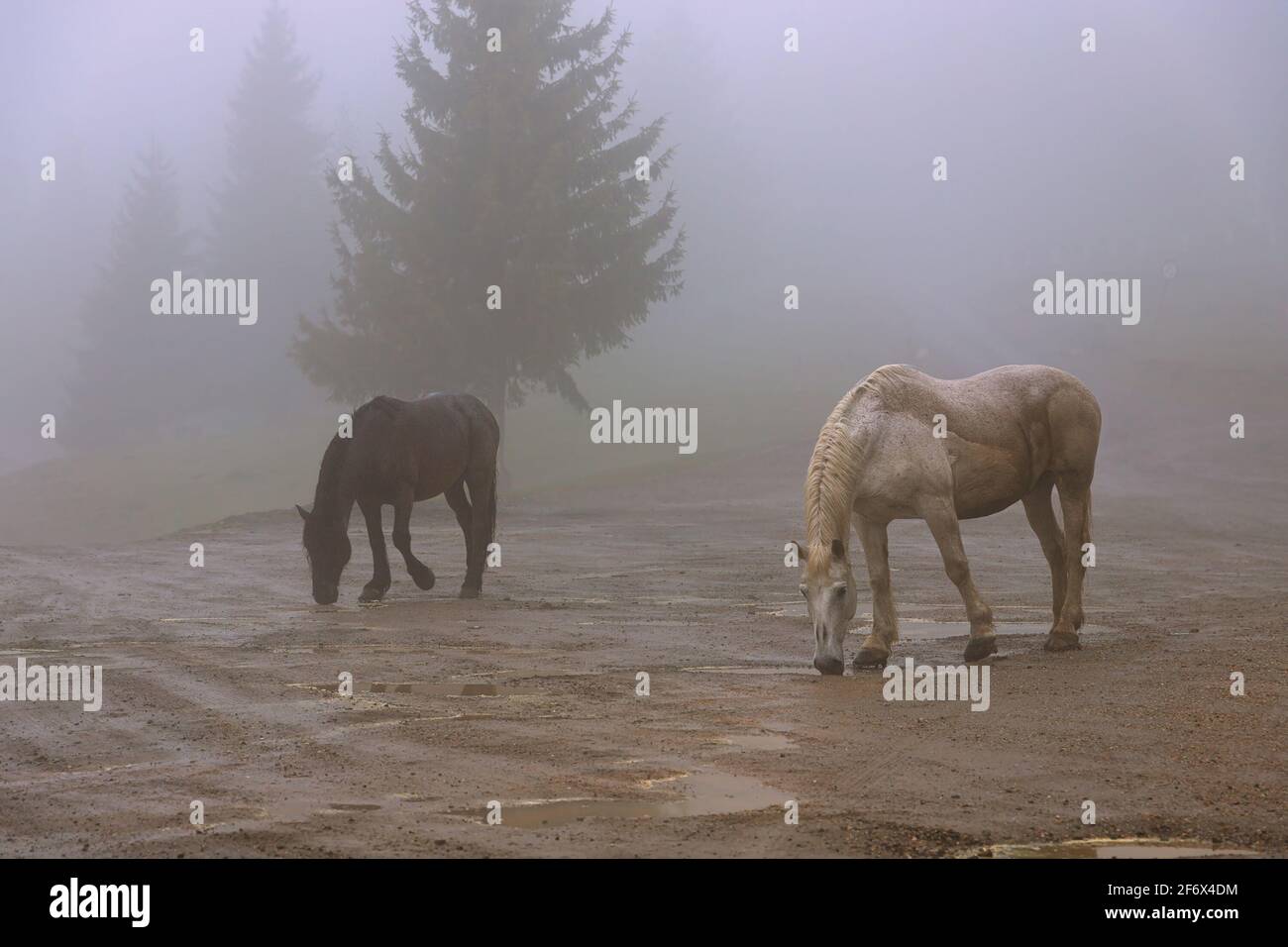 Cavalli feroci in una mattinata foggosa; nelle montagne Afuseni, in Transilvania, la gente lascia i cavalli vivere nei boschi per l'estate Foto Stock