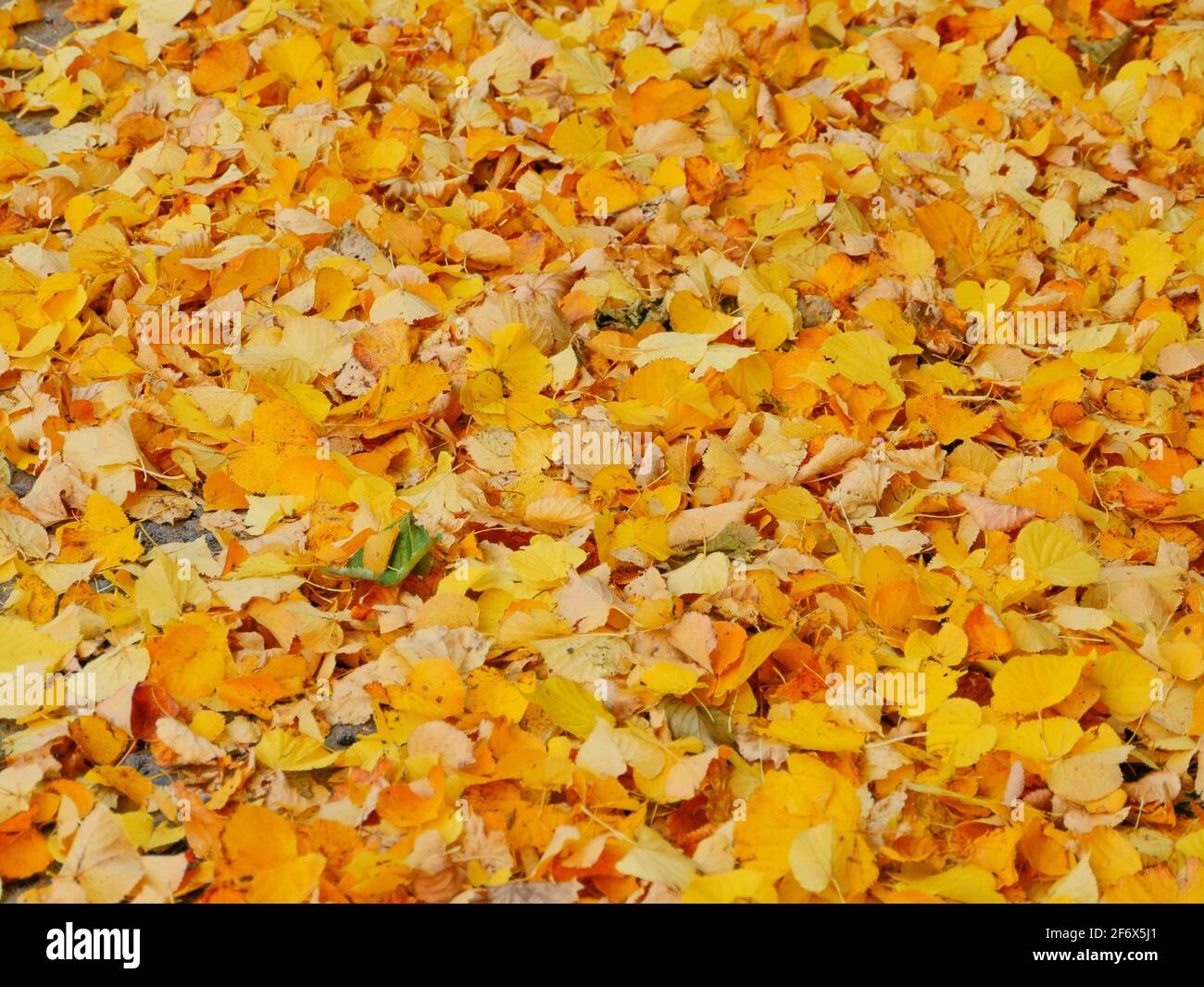 foglie gialle che cadono, caduta di foglie autunnali, tappeto di foglie gialle Foto Stock