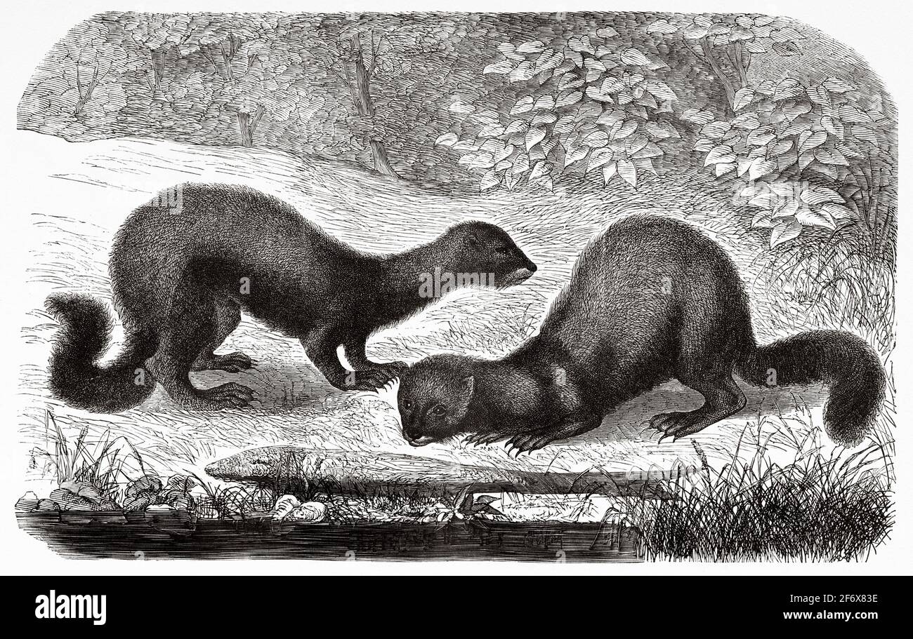 Il polecat europeo o Mustela putorius. Antica illustrazione del 19 ° secolo inciso da El Mundo Ilustrado 1879 Foto Stock