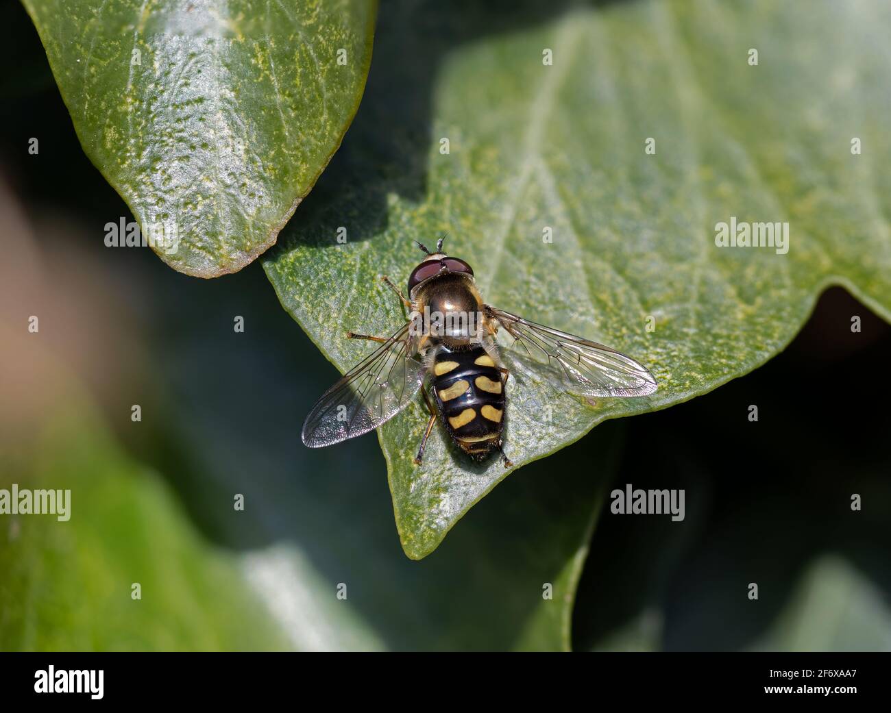 Macro shot di Hoverfly Eupeodes luginer su Ivy Leaf Foto Stock