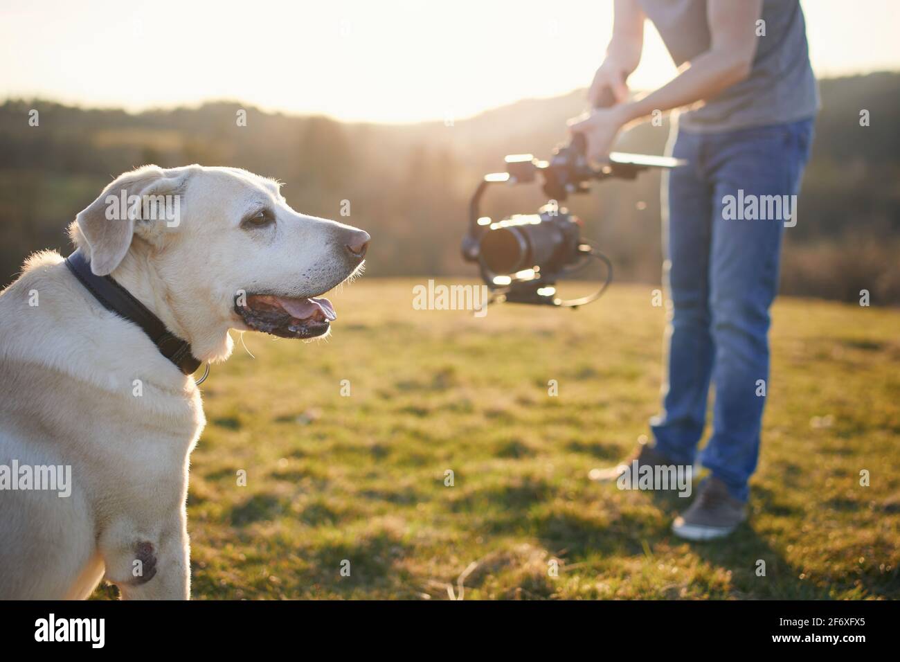 Carino cane (labrador Retriever) in posa per le riprese sul prato al tramonto. Video-operatore che tiene gimbal con fotocamera. Foto Stock