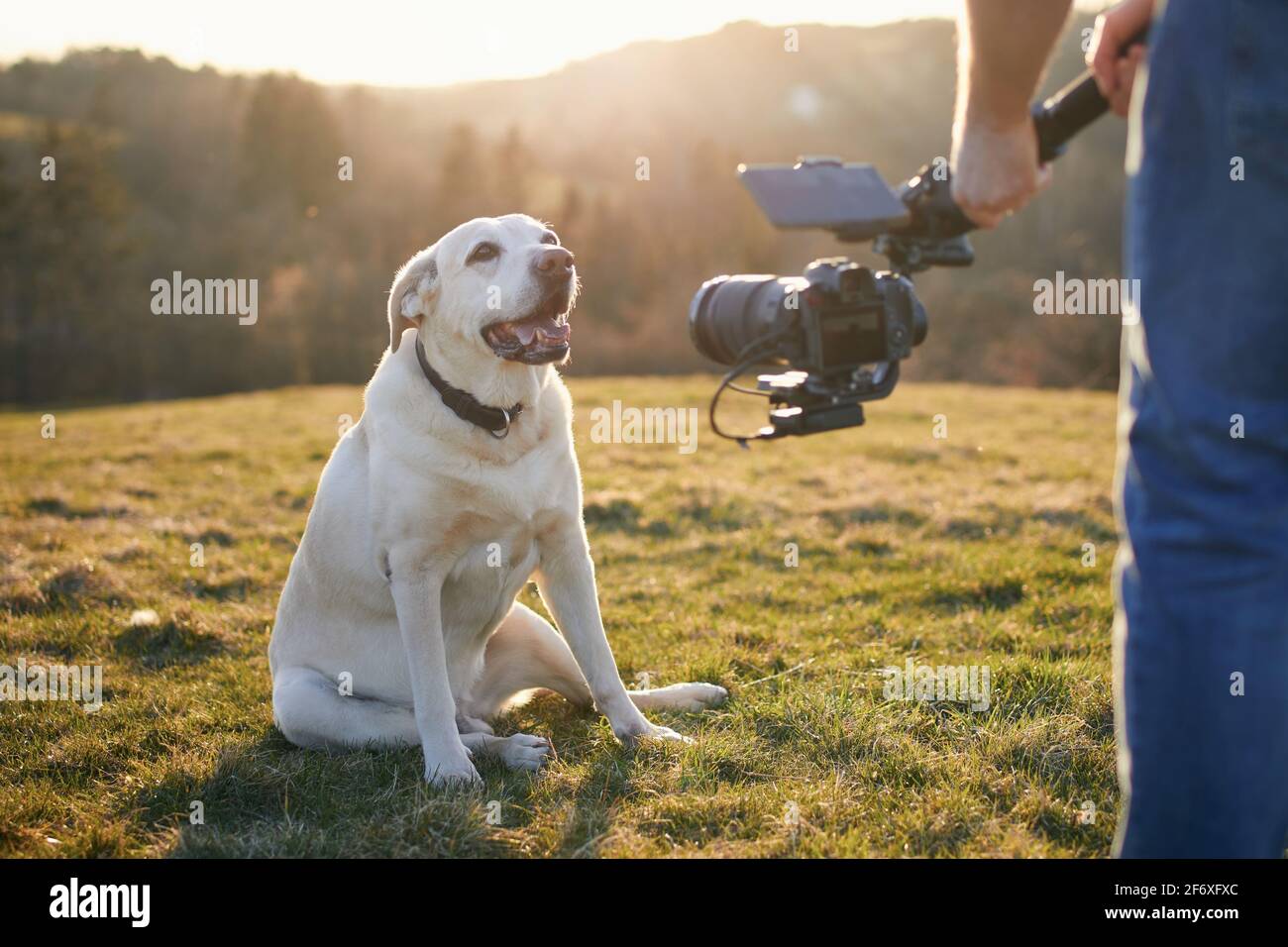 Carino cane (labrador Retriever) in posa per le riprese sul prato al tramonto. Video-operatore che tiene gimbal con fotocamera. Foto Stock
