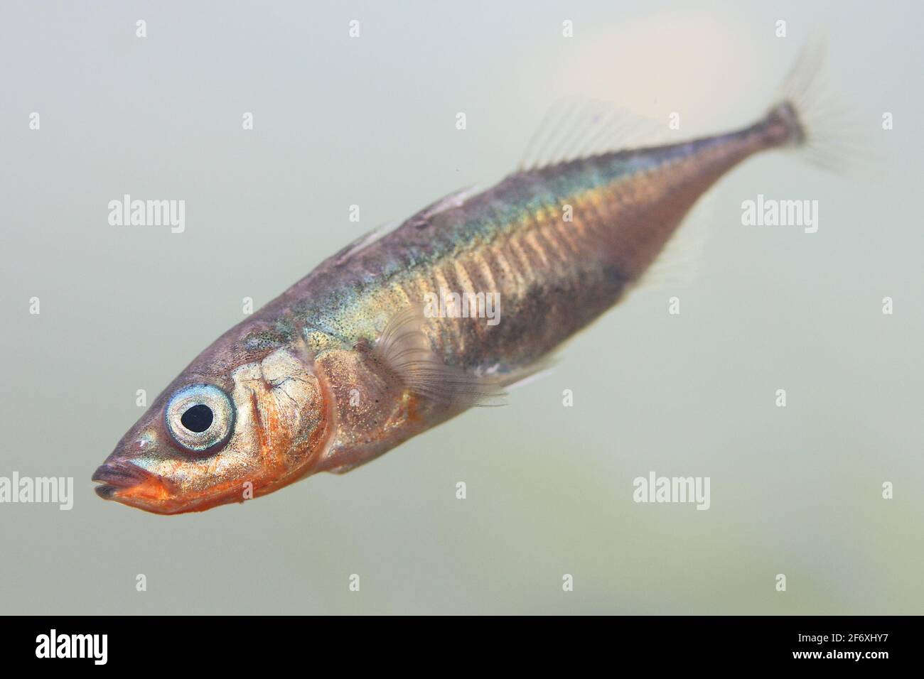 Maschio di pesce stickleback a tre filate (Gasterosteus aculeatus) in acqua Foto Stock