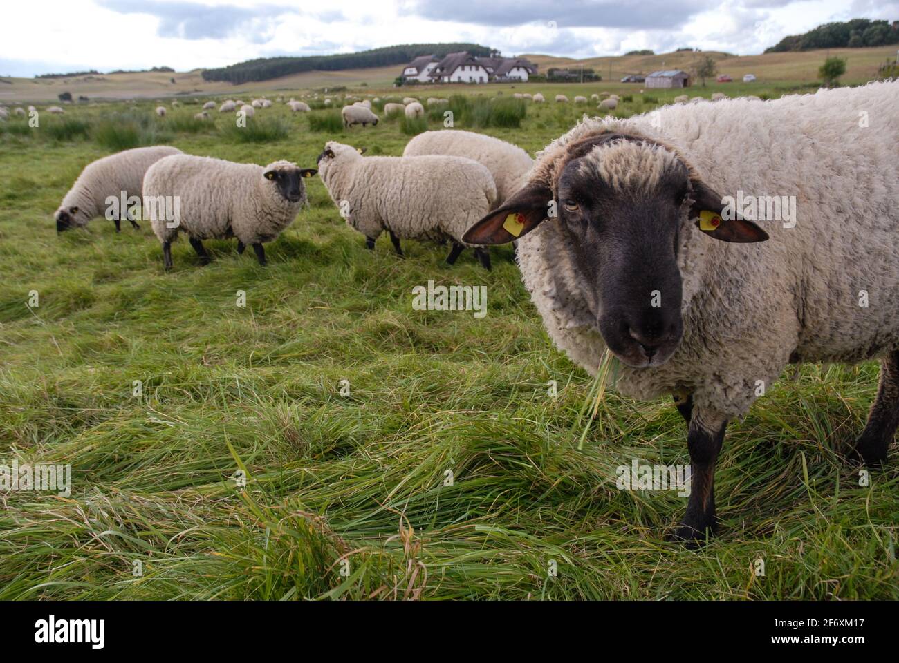 Pecore alla riserva naturale colline di Zicker sulla penisola di Mönchgut Foto Stock