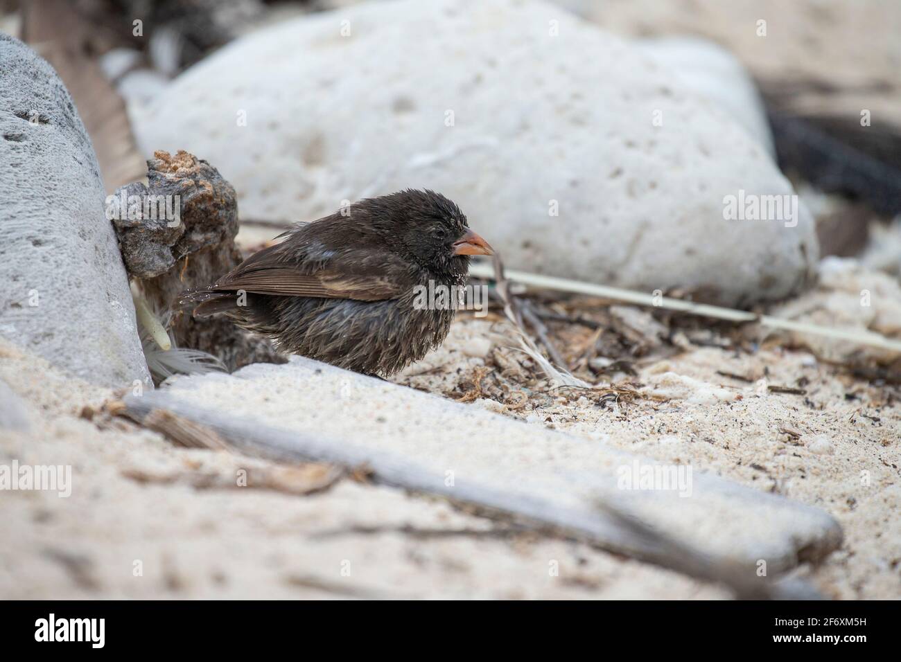 Finch a terra con becco affilato (punta affilata) (Geospiza difficile) foraggio maschile a terra Foto Stock