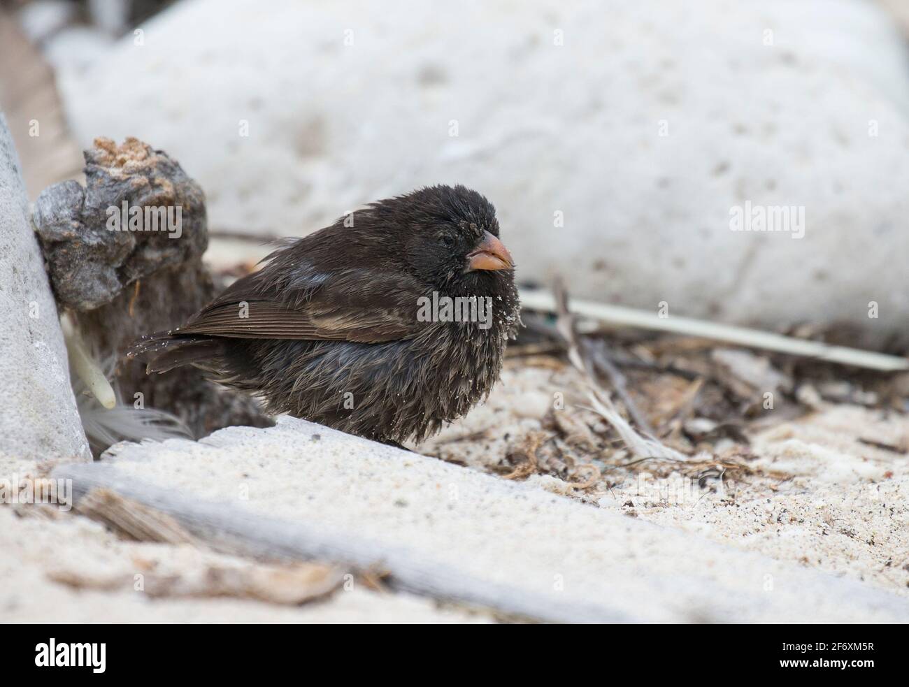 Finch macinato (Geospiza difficile) maschio con becco affilato (punta affilata) Foto Stock