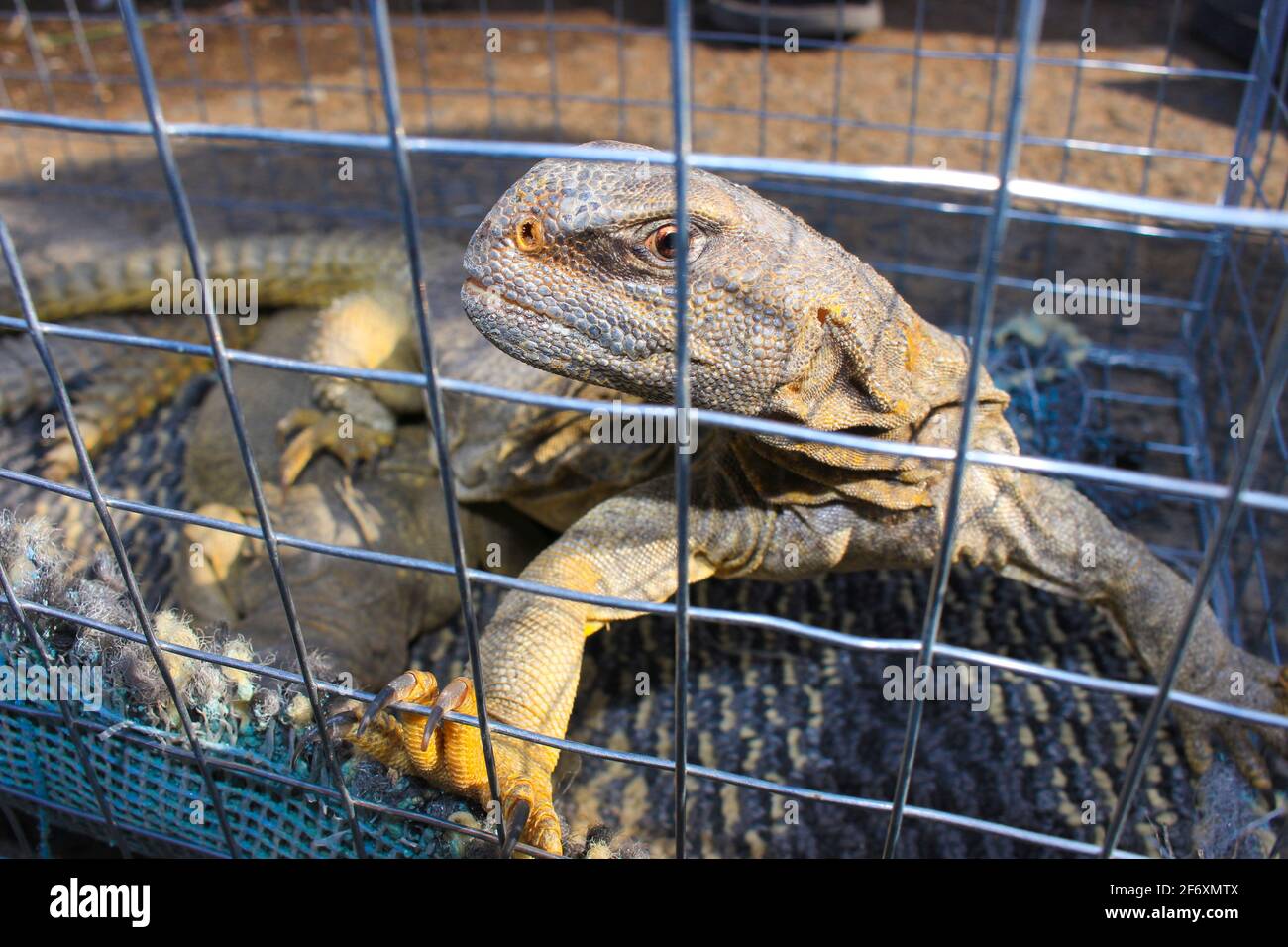 Deserto lizard Foto Stock