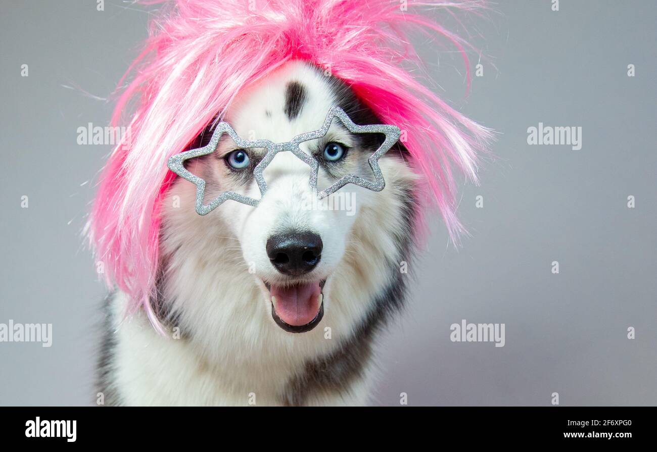 Ritratto di un cane Husky che indossa una parrucca rosa e. occhiali di novità a forma di stella Foto Stock