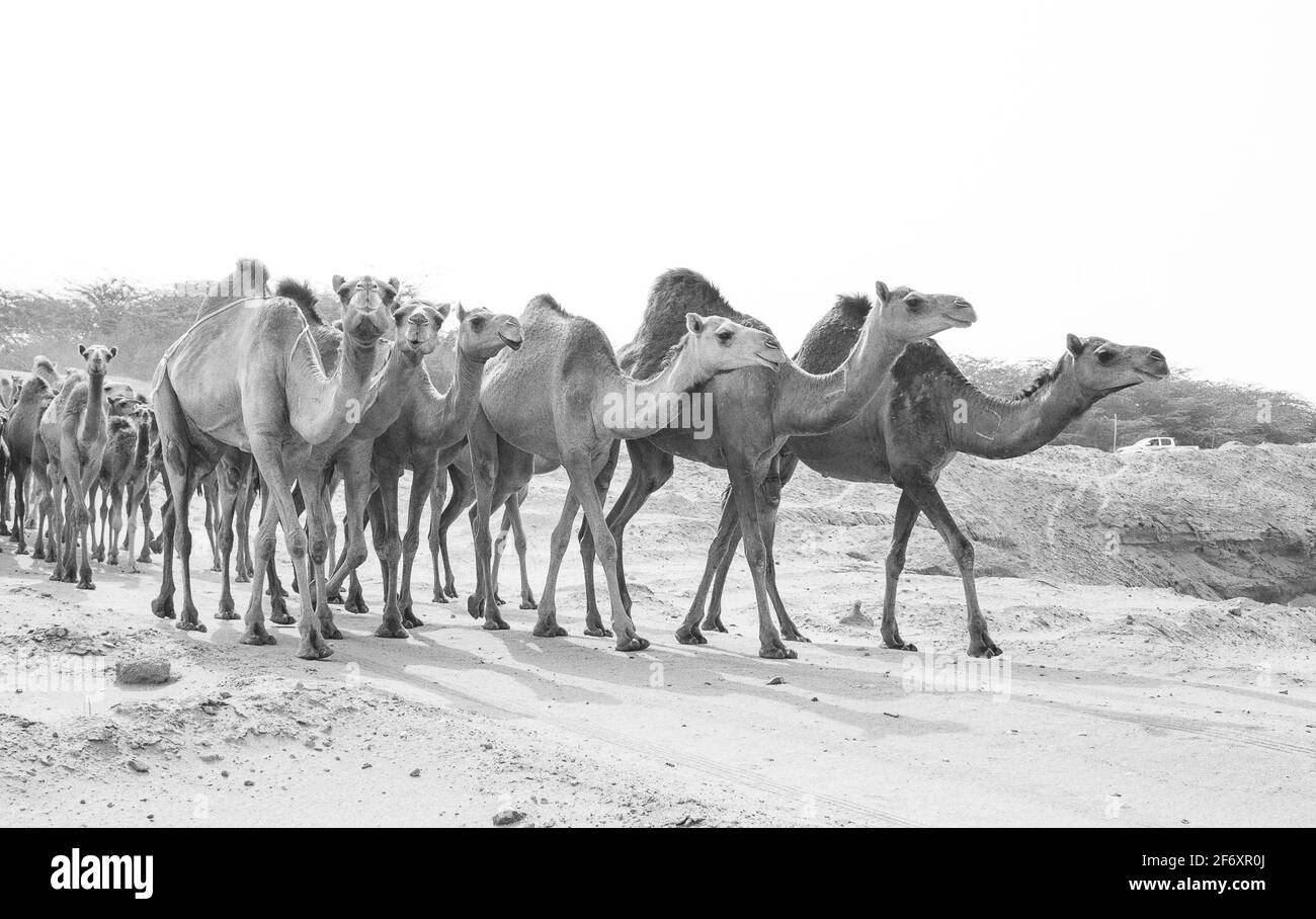 Nave del deserto Foto Stock