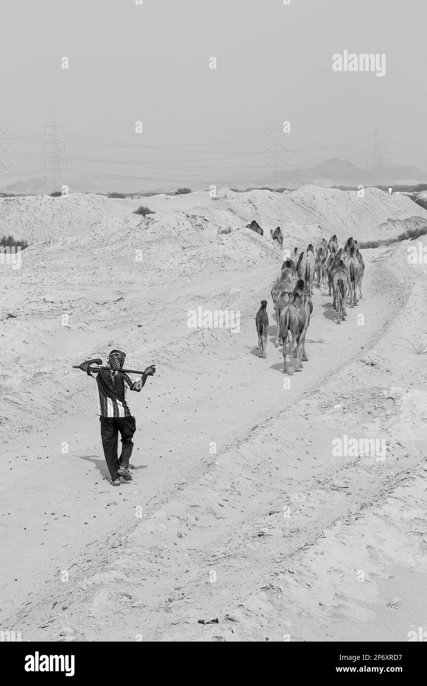 pastore di cammello nel deserto dell'arabia saudita Foto Stock