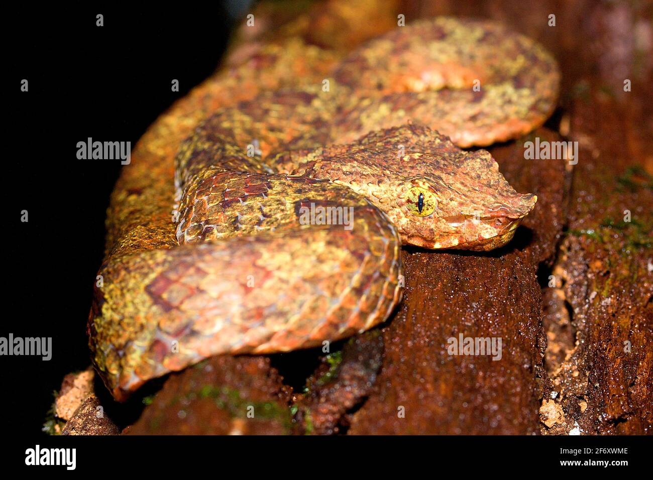 Borneo pit viper (Trimeresurus borneensis) giovane individuo in habitat naturale Foto Stock