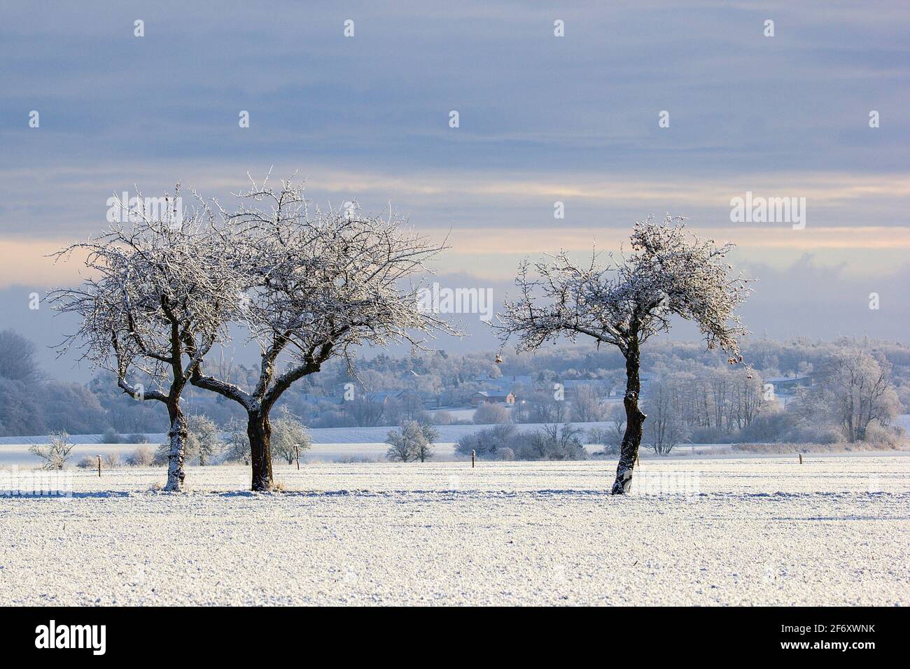 Tre alberi in una mattinata invernale innevata nella campagna della Repubblica Ceca Foto Stock