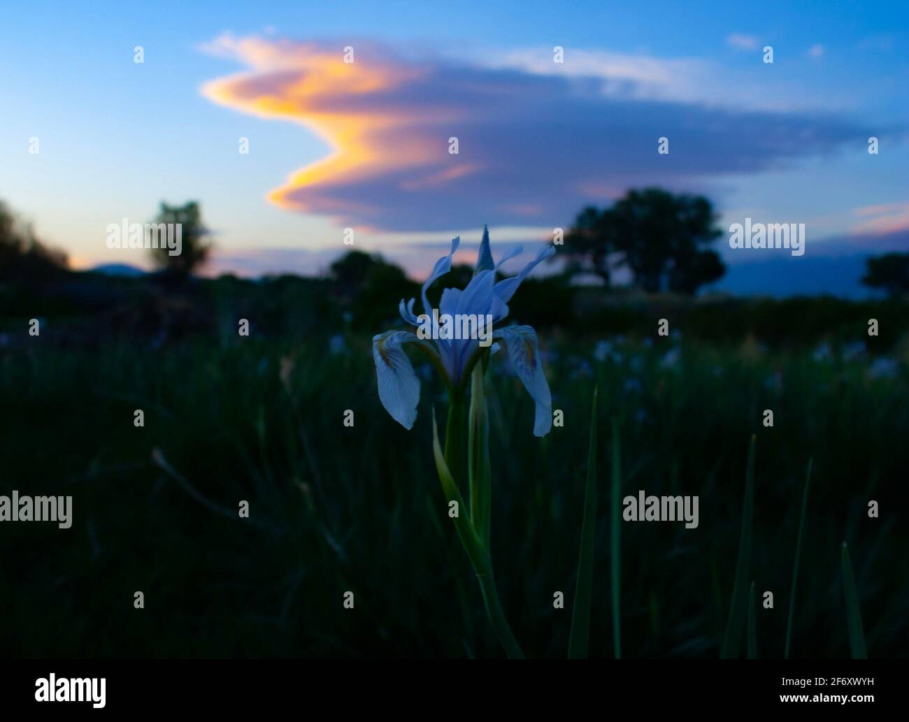 Un iris blu selvaggio con un tramonto dietro di esso Foto Stock
